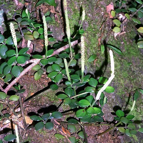 Peperomia tetraphylla unspecified picture