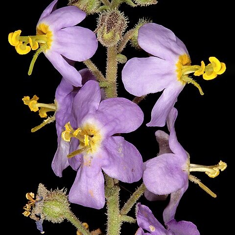 Chaenostoma caeruleum unspecified picture