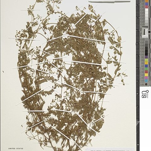 Aeschynomene lateritia unspecified picture