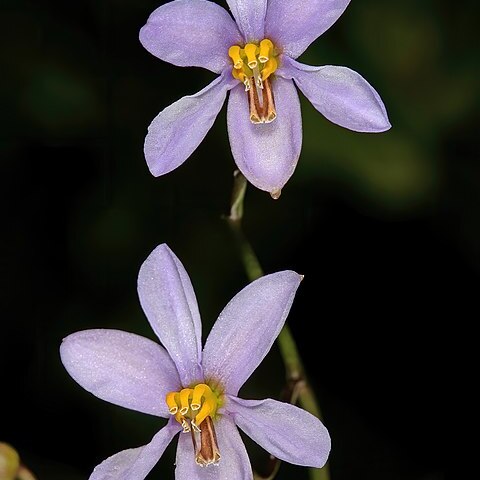 Cyanella hyacinthoides unspecified picture