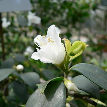 Camellia fraterna unspecified picture