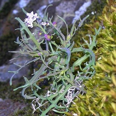 Thysanocarpus conchuliferus unspecified picture