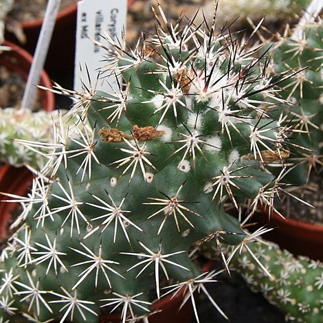 Coryphantha georgii unspecified picture