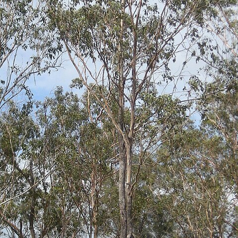 Eucalyptus moluccana unspecified picture