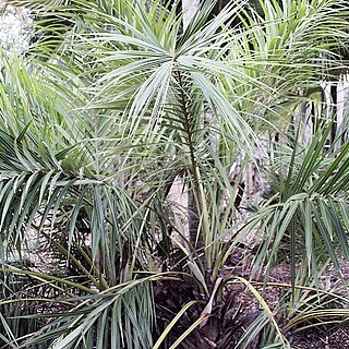 Allagoptera leucocalyx unspecified picture