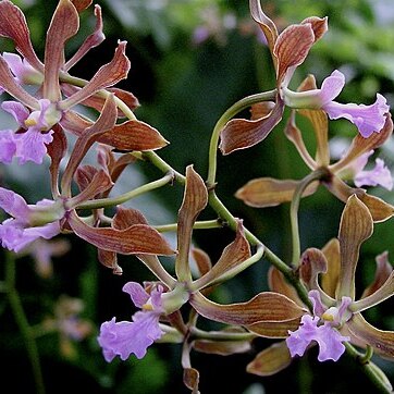 Encyclia osmantha unspecified picture