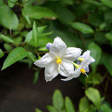 Solanum pittosporifolium unspecified picture