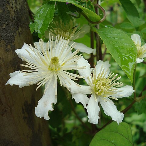 Clematis potaninii unspecified picture