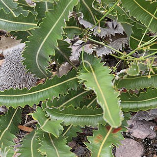 Banksia brevidentata unspecified picture