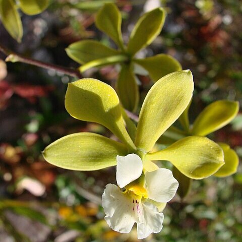 Encyclia alboxanthina unspecified picture