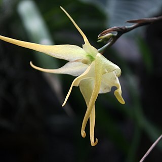 Aeranthes arachnitis unspecified picture