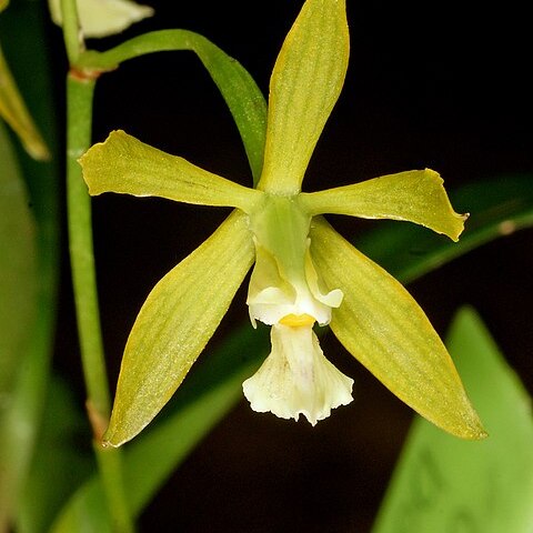 Encyclia bohnkiana unspecified picture