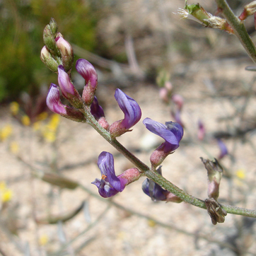 Astragalus bernardinus unspecified picture