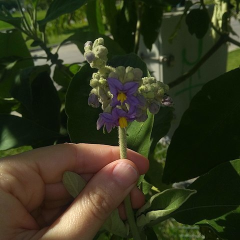 Solanum granuloso-leprosum unspecified picture