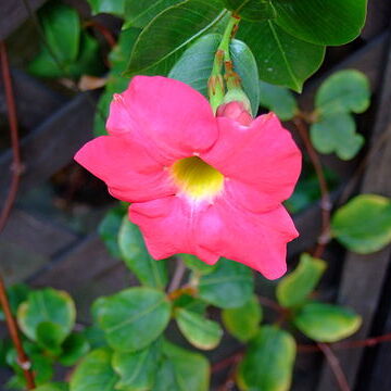 Mandevilla sanderi unspecified picture