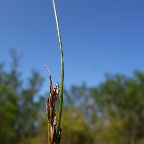 Schoenus auritus unspecified picture