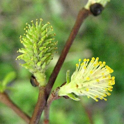 Salix tarraconensis unspecified picture