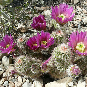 Echinocereus bonkerae unspecified picture