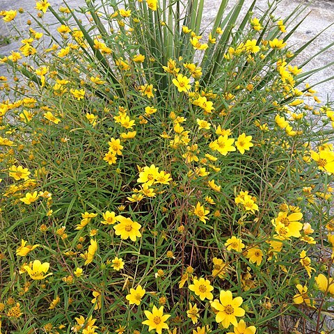 Helianthus porteri unspecified picture