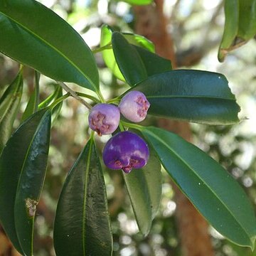 Syzygium angophoroides unspecified picture