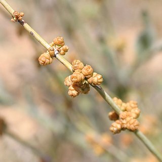 Ephedra nevadensis unspecified picture