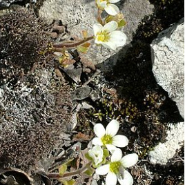 Saxifraga cintrana unspecified picture