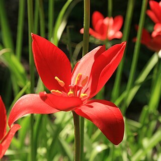 Tulipa sprengeri unspecified picture