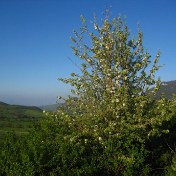 Pyrus sicanorum unspecified picture