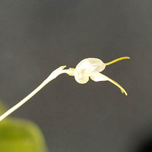 Masdevallia nidifica unspecified picture