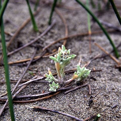 Gnaphalium palustre unspecified picture