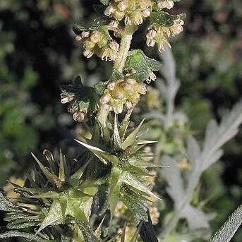 Ambrosia acanthicarpa unspecified picture