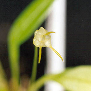 Masdevallia ventricosa unspecified picture