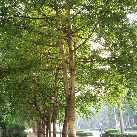 Platanus unspecified picture