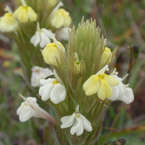 Castilleja rubicundula unspecified picture