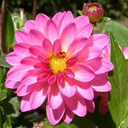 Dahlia unspecified picture