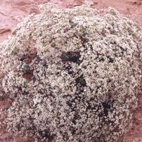 Eriogonum corymbosum unspecified picture