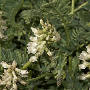 Astragalus agnicidus unspecified picture