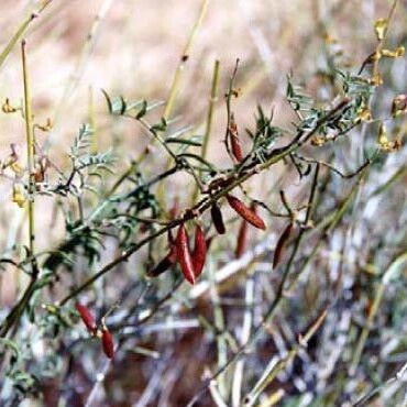 Astragalus jaegerianus unspecified picture