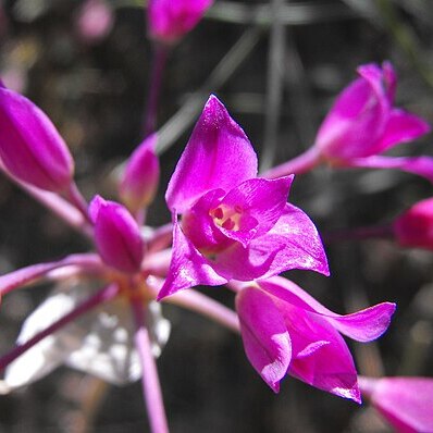 Allium peninsulare unspecified picture