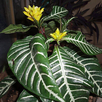 Aphelandra unspecified picture