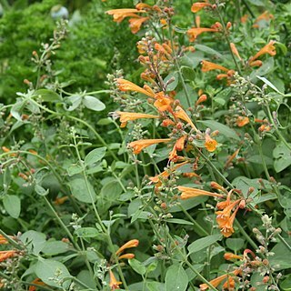 Agastache aurantiaca unspecified picture