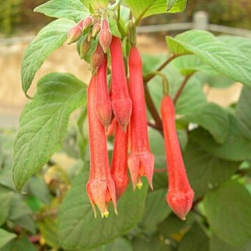 Fuchsia denticulata unspecified picture