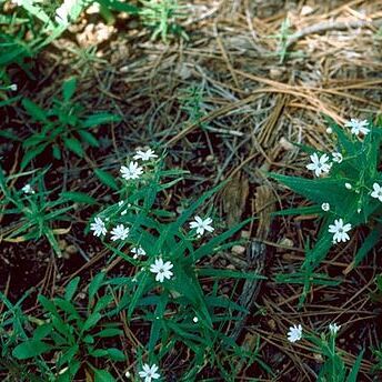 Pseudostellaria jamesiana unspecified picture