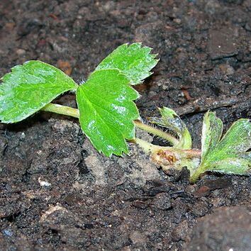 Fragaria iturupensis unspecified picture