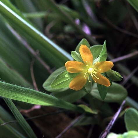 Hypericum anagalloides unspecified picture