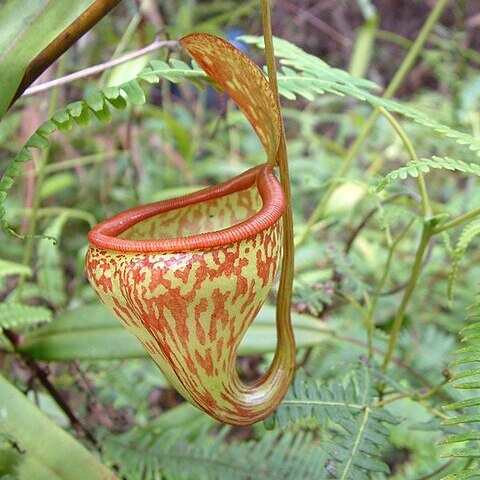 Nepenthes pitopangii unspecified picture