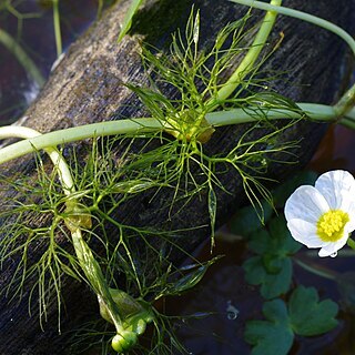 Ranunculus dichotomus unspecified picture