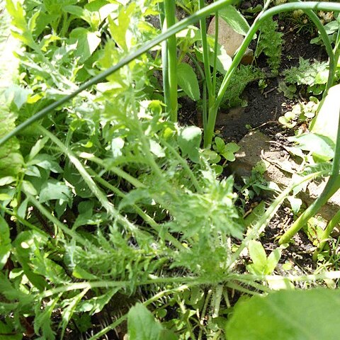 Papaver armeniacum unspecified picture