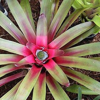 Neoregelia sanguinea unspecified picture