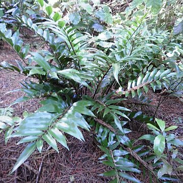 Asplenium oblongifolium unspecified picture